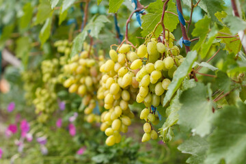 Bunches of ripe white grapes on a bush