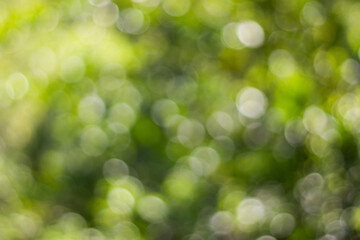 Obraz premium green bokeh abstract background