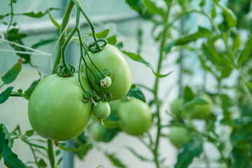 Unripe green tomatoes growing on bush in the garden.