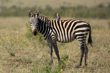 Baby zebra looking at camera with a lilac breasted roller sitting on its back in Masai Mara in Kenya