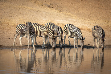 Fototapeta na wymiar Zebra herd standing in line at the edge of water drinking in Kruger Park South Africa