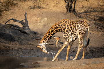 Adult male giraffe drinking water from a dam with an impala in the background in golden afternoon light in Kruger Park South Africa