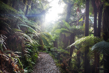 New Zealand forest