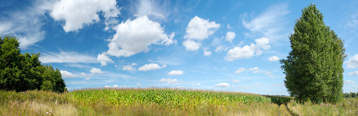 Sunny summer rural landscape with corn field