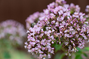 Oregano plant. macro shot, close-up, field lilac fragrant flowers. Organic natural seasoning.