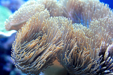 coral reef, in tropical waters