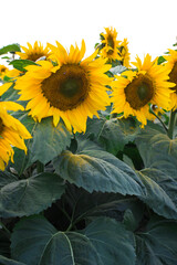 Obraz na płótnie Canvas sunflower field