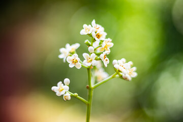 white flowers on green background
