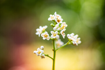 white flowers on a green background