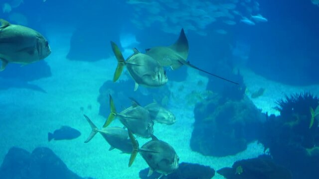 shoals of fish deep underwater world oceanarium aquarium slow motion 4k