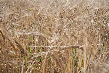 wheat ears close-up on a large sown field. Agriculture and farming