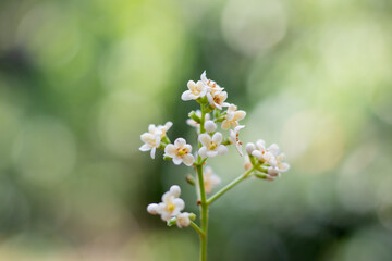 white flowers of green grass