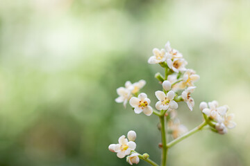 Obraz na płótnie Canvas white flowers in spring
