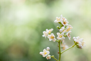 white flowers on green background