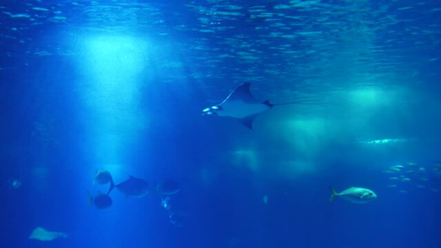 atlantic devil ray biology aquarium slow motion 4k