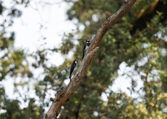 A pair of acorn woodpeckers in a tree at Western Gateway park in Penn Valley, California