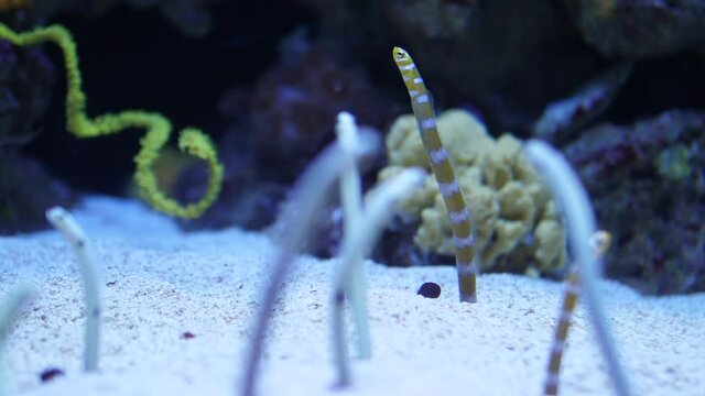 spotted garden eels and striped garden eel slow motion 4k	
