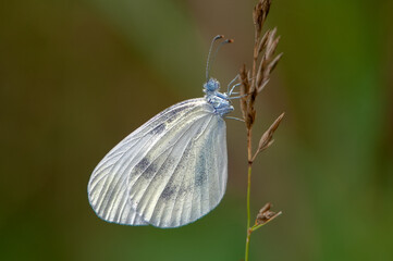 а white butterfly Pieris brassicae on a field flower on a summer day in a forest glade