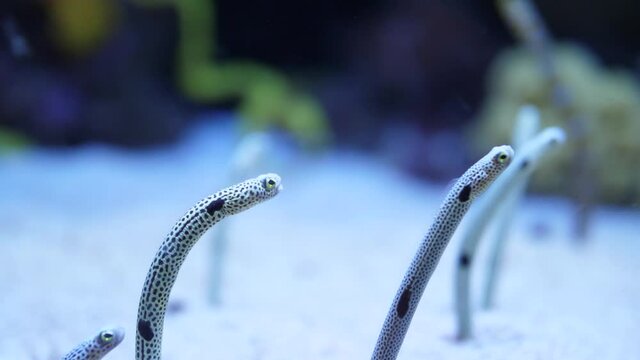 spotted garden eels and striped garden eel slow motion 4k	
