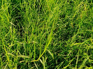 green grass background