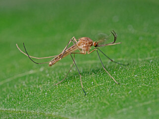 Banded house mosquito, Ringelmücke (Culiseta annulata) 