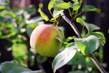 ripe yellow and red apple hanging on branch under sunlight