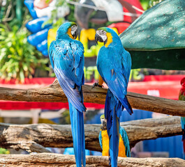 Close up Two Blue and Gold Macaws Perched on Branch Isolated on Colorful Background
