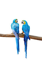 Close up Two Blue and Gold Macaws Perched on Branch Isolated on White Background with Clipping Path
