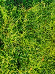 green grass background