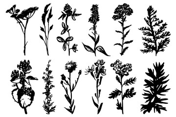 Wild herbs. A Set. Vector illustration. Drawn by a black line on a white background. Hand drawing.