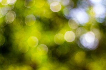 Obraz premium green bokeh background