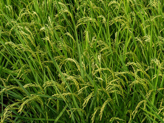 実るほど頭を垂れる稲穂かな