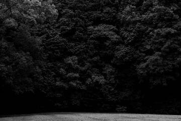 背景素材　森の中の開けた空間