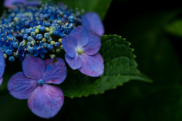 背景素材　紫陽花