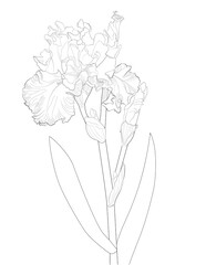 a sketch of a blooming iris
