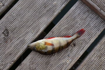 common perch with a line in its mouth lying on a plank platform