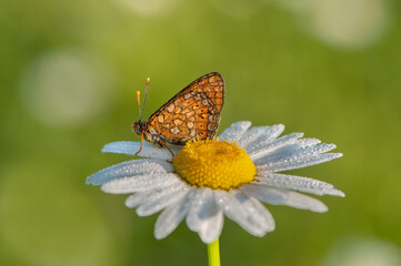 The   beautiful and elegant butterfly Melitaea covered with dew sits on a summer morning on a daisy flower