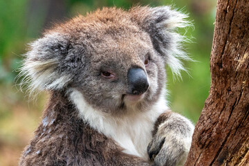 Close-up portrait of a koala