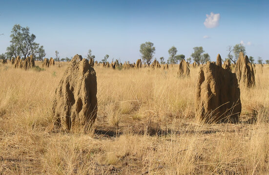 'Magnetic' Termite Mounds - Northern Territory, Australia