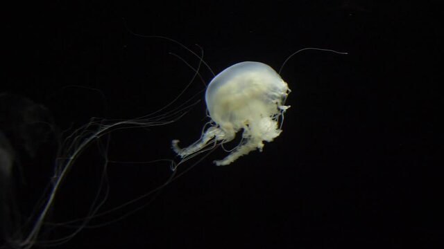 Atlantic sea nettle jellyfish slow motion 4k