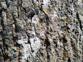 Look at the picture of the base of a tree.