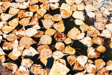 Yellow autumn leaves in a rain puddle.