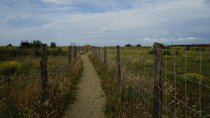 Obraz premium The bushes leading to the sea