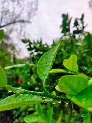 green leaves with water drops