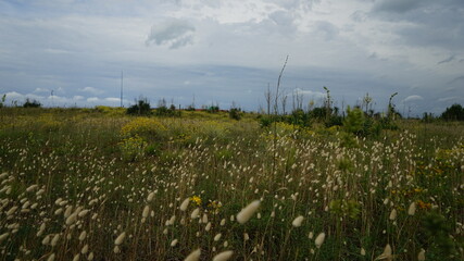 
The bushes leading to the sea