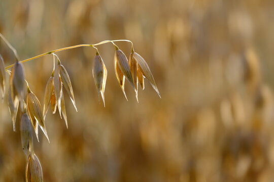 Hafer im goldenen Licht der Sonne