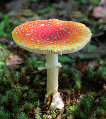 Fly agaric mushroom on the forest floor close - up view