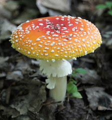 Fly agaric mushroom on the forest floor close - up view