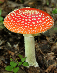 Fly agaric mushroom on the forest floor close - up view