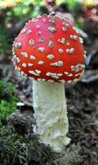 Fly agaric mushroom on the forest floor close - up view